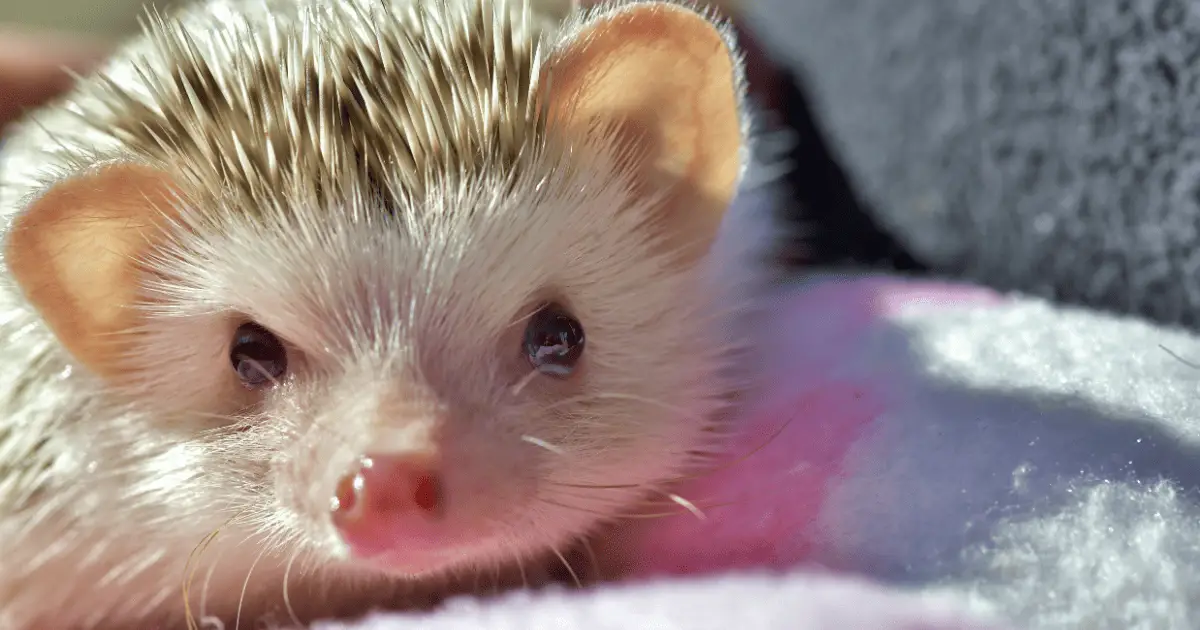 Essential Things Every Prospective Hedgehog Owner Should Know 25 Essential Things Every Prospective Hedgehog Owner Should Know