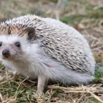Identifying Common Threats to Pet Hedgehogs and How to Avoid Them