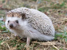 Identifying Common Threats to Pet Hedgehogs and How to Avoid Them 81 Identifying Common Threats to Pet Hedgehogs and How to Avoid Them