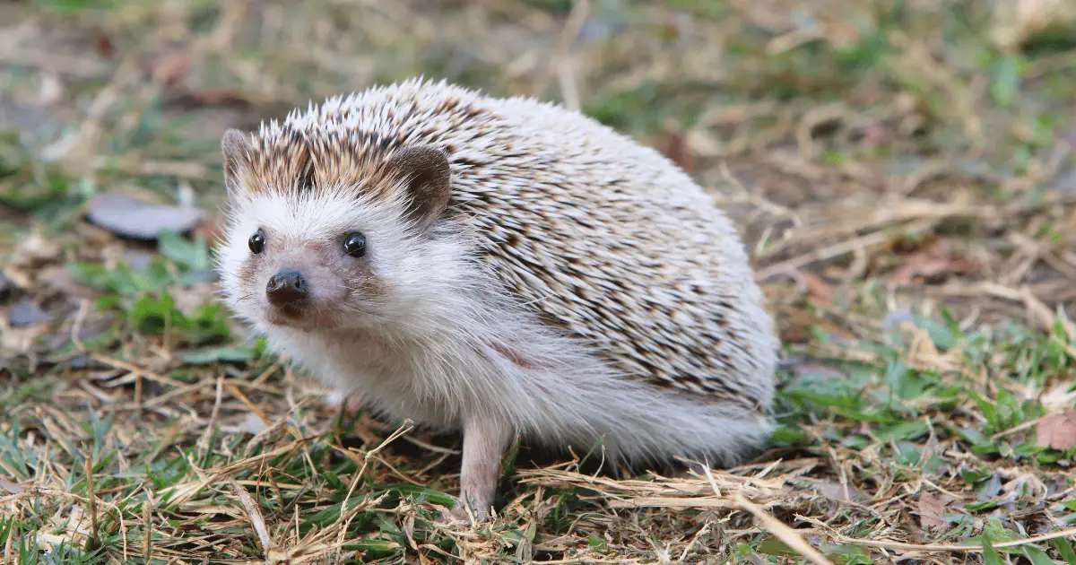 Identifying Common Threats to Pet Hedgehogs and How to Avoid Them 25 Identifying Common Threats to Pet Hedgehogs and How to Avoid Them
