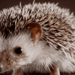 Dry Baths for Hedgehogs: When and How to Do Them