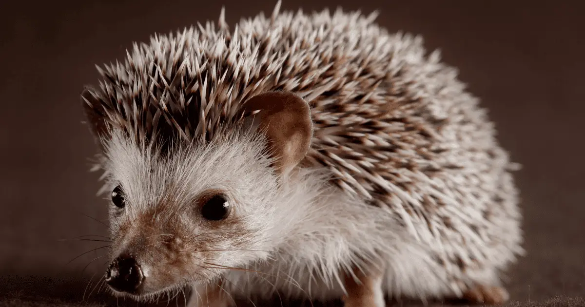 Dry Baths for Hedgehogs: When and How to Do Them