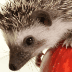 The First 24 Hours: Integrating Your Hedgehog Into Its New Environment