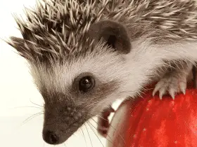 The First 24 Hours: Integrating Your Hedgehog Into Its New Environment