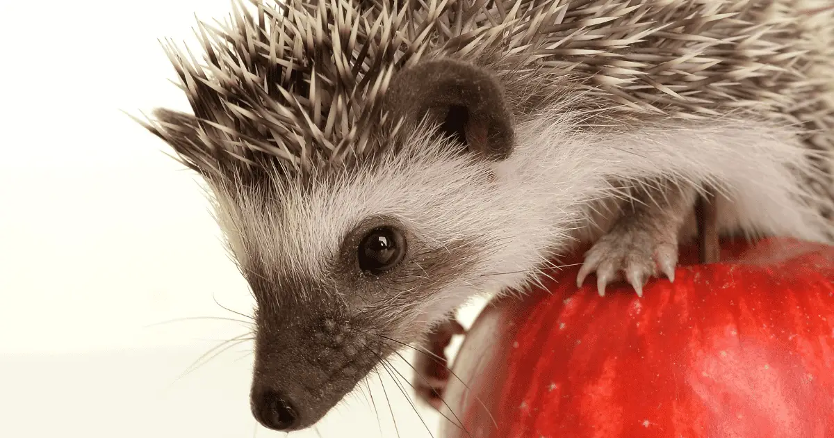 The First 24 Hours: Integrating Your Hedgehog Into Its New Environment 25 The First 24 Hours: Integrating Your Hedgehog Into Its New Environment