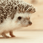 Top 10 Unisex Names for Hedgehogs and Their Meanings