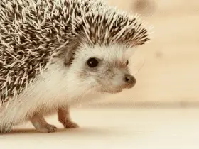 Top 10 Unisex Names for Hedgehogs and Their Meanings 66 Top 10 Unisex Names for Hedgehogs and Their Meanings