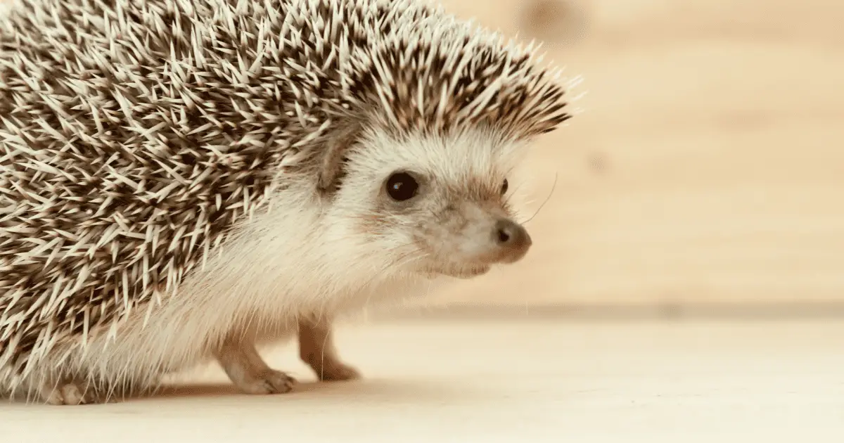 Top 10 Unisex Names for Hedgehogs and Their Meanings