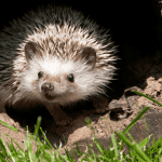 DIY Playpen Ideas for Hedgehog Owners on a Budget