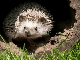 DIY Playpen Ideas for Hedgehog Owners on a Budget