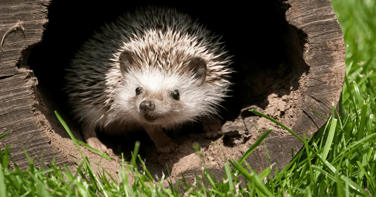 DIY Playpen Ideas for Hedgehog Owners on a Budget 25 DIY Playpen Ideas for Hedgehog Owners on a Budget