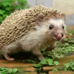Preparing Your Home for a New Hedgehog: A Checklist
