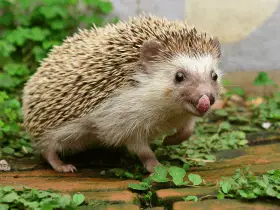 Preparing Your Home for a New Hedgehog: A Checklist