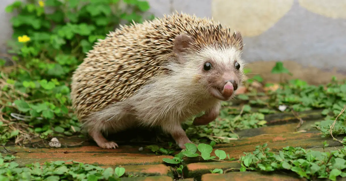 Preparing Your Home for a New Hedgehog: A Checklist 25 Preparing Your Home for a New Hedgehog: A Checklist