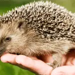 Introducing Hedgehogs to Other Pets: A Safe Approach