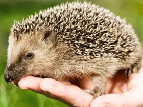 Introducing Hedgehogs to Other Pets: A Safe Approach 81 Introducing Hedgehogs to Other Pets: A Safe Approach