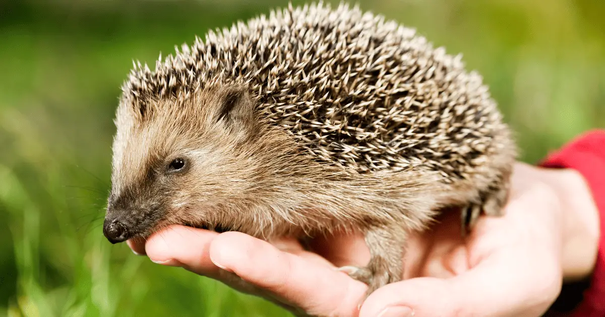 Introducing Hedgehogs to Other Pets: A Safe Approach 25 Introducing Hedgehogs to Other Pets: A Safe Approach
