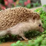 Dealing With Skin Issues in Hedgehogs