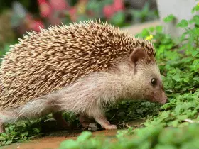 Dealing With Skin Issues in Hedgehogs 84 Dealing With Skin Issues in Hedgehogs