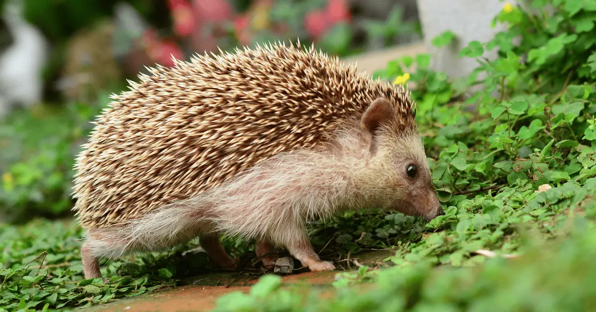 Dealing With Skin Issues in Hedgehogs 25 Dealing With Skin Issues in Hedgehogs