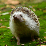 Myths Debunked: Are Hedgehogs Aggressive