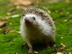 Myths Debunked: Are Hedgehogs Aggressive 54 Myths Debunked: Are Hedgehogs Aggressive