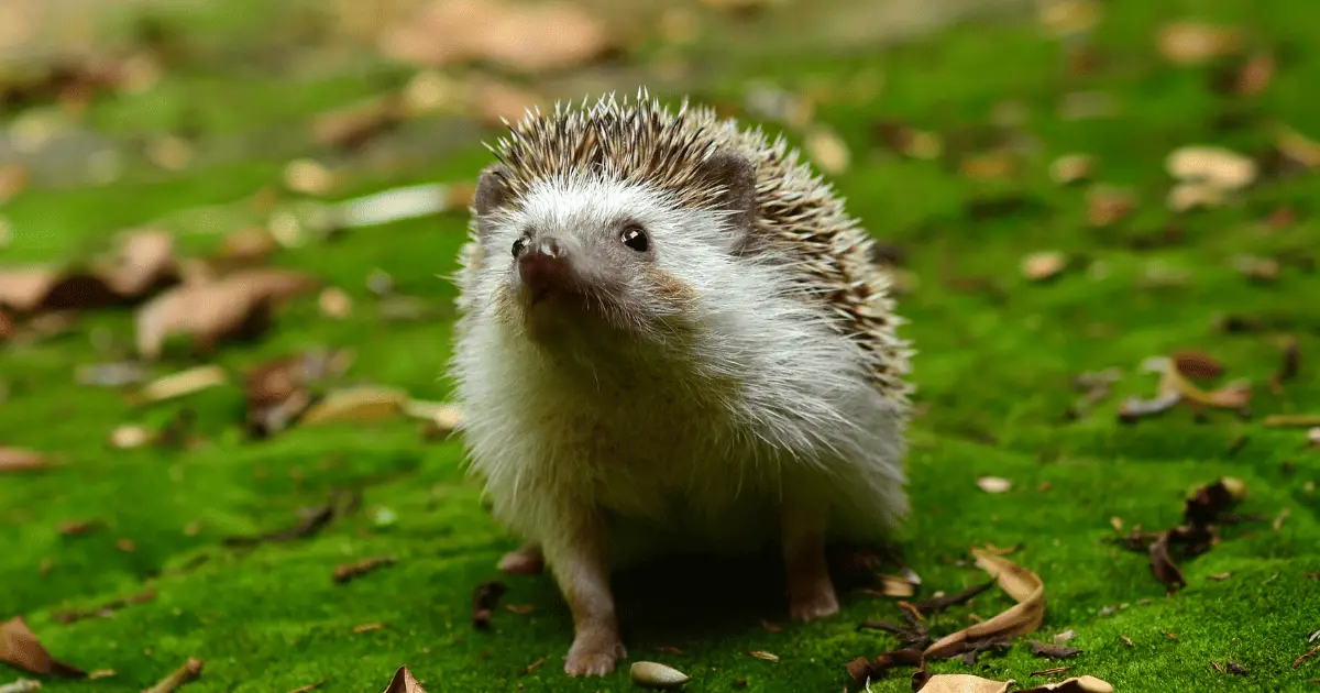 Myths Debunked: Are Hedgehogs Aggressive 25 Myths Debunked: Are Hedgehogs Aggressive