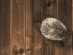 The Financial Aspect of Owning a Hedgehog: Initial and Ongoing Costs 30 The Financial Aspect of Owning a Hedgehog: Initial and Ongoing Costs