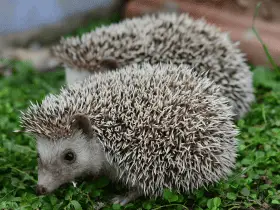 A Step-by-Step Guide to Cleaning Your Hedgehog Cage 60 A Step-by-Step Guide to Cleaning Your Hedgehog Cage