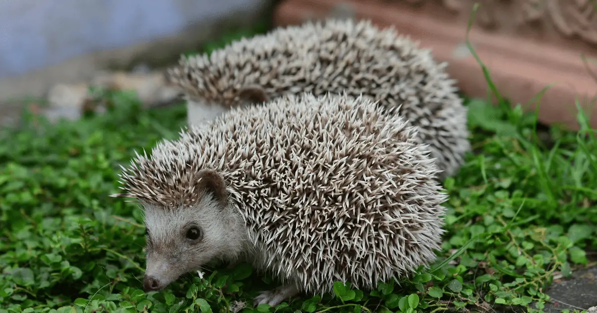 A Step-by-Step Guide to Cleaning Your Hedgehog Cage 25 A Step-by-Step Guide to Cleaning Your Hedgehog Cage