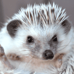 How to Safely Play With a New Hedgehog: Expert Tips