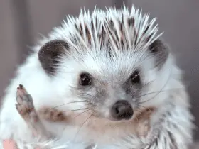 How to Safely Play With a New Hedgehog: Expert Tips