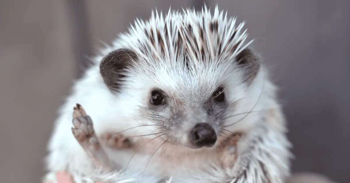 How to Safely Play With a New Hedgehog: Expert Tips 25 How to Safely Play With a New Hedgehog: Expert Tips