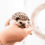 Why Hedgehogs Make Wonderful Pets: A Comprehensive Look