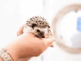 Why Hedgehogs Make Wonderful Pets: A Comprehensive Look 78 Why Hedgehogs Make Wonderful Pets: A Comprehensive Look