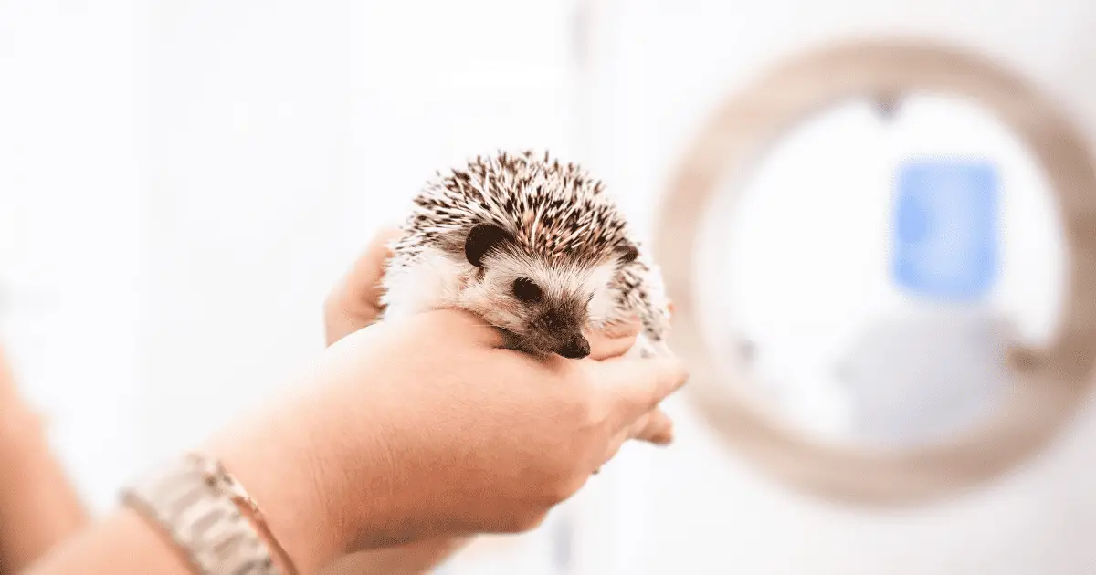 Why Hedgehogs Make Wonderful Pets: A Comprehensive Look 25 Why Hedgehogs Make Wonderful Pets: A Comprehensive Look
