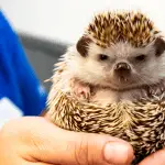 Preventing Health Complications in Hedgehogs: A Comprehensive Guide