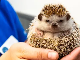 Preventing Health Complications in Hedgehogs: A Comprehensive Guide 78 Preventing Health Complications in Hedgehogs: A Comprehensive Guide