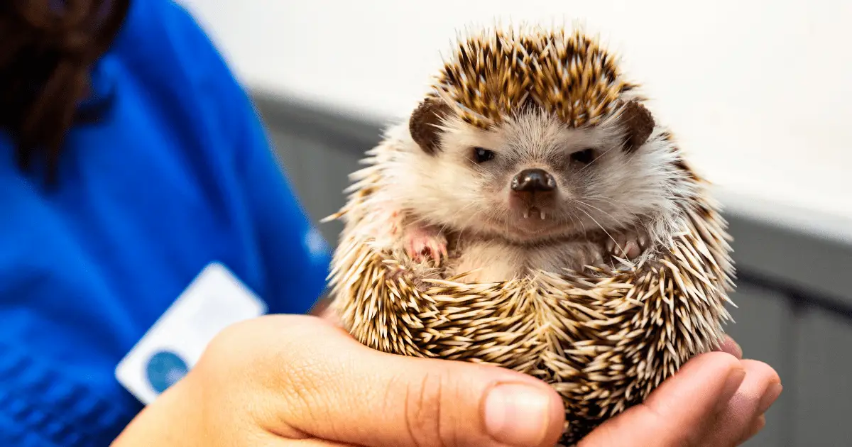 Preventing Health Complications in Hedgehogs: A Comprehensive Guide 25 Preventing Health Complications in Hedgehogs: A Comprehensive Guide