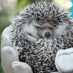 Training and Socializing Hedgehogs to Prevent Biting