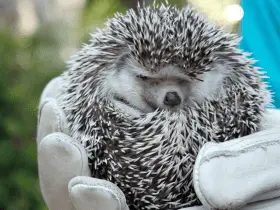 Training and Socializing Hedgehogs to Prevent Biting 60 Training and Socializing Hedgehogs to Prevent Biting