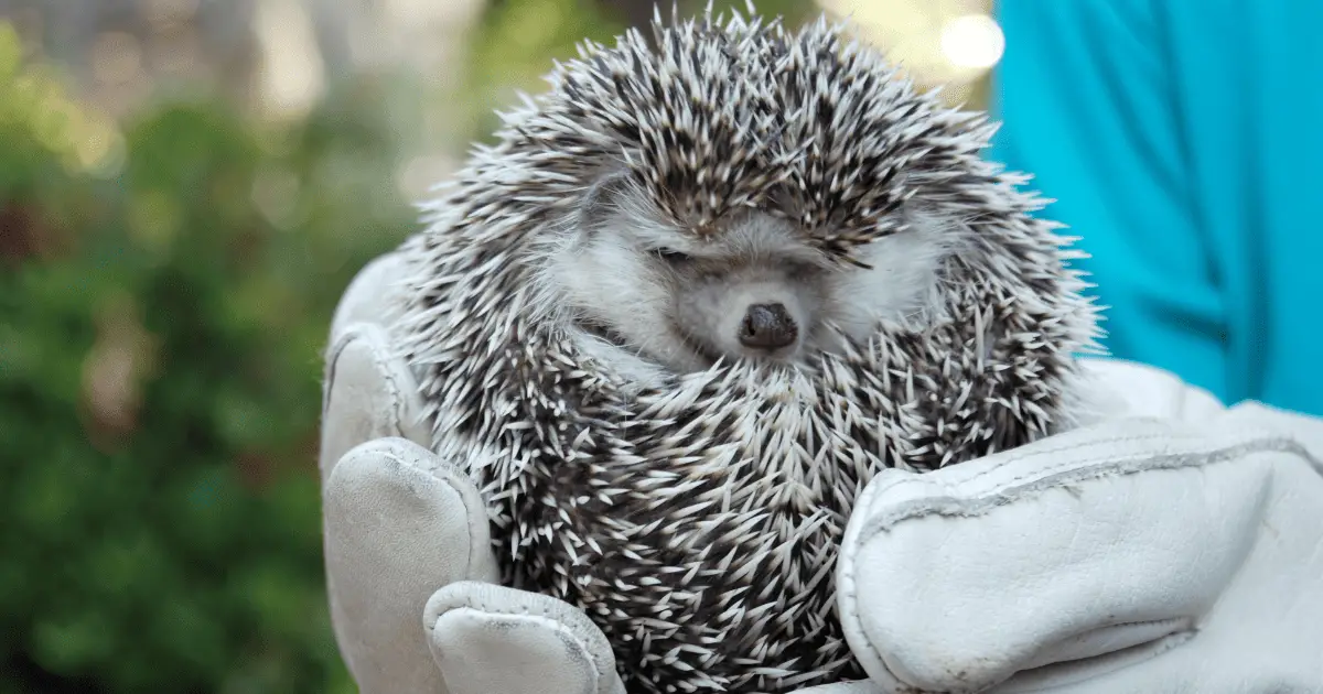 Training and Socializing Hedgehogs to Prevent Biting 25 Training and Socializing Hedgehogs to Prevent Biting