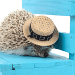 Celebrating Your Hedgehog’s Milestones: Birthdays and Beyond