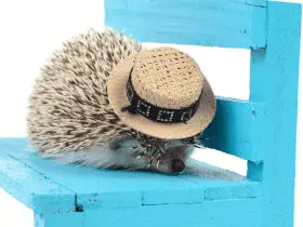 Celebrating Your Hedgehog's Milestones: Birthdays and Beyond 42 Celebrating Your Hedgehog’s Milestones: Birthdays and Beyond