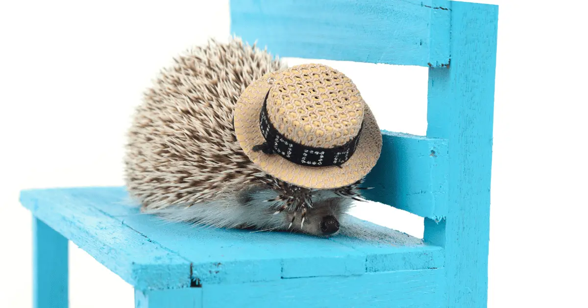 Celebrating Your Hedgehog's Milestones: Birthdays and Beyond 25 Celebrating Your Hedgehog’s Milestones: Birthdays and Beyond