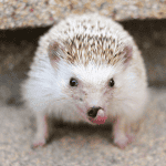Seasonal Foods for Hedgehogs: What to Offer and When