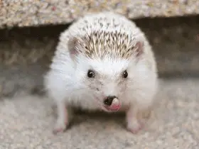 Seasonal Foods for Hedgehogs: What to Offer and When 81 Seasonal Foods for Hedgehogs: What to Offer and When