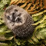 Nature’s Palette: 15 Names Inspired by Seasons and Weather for Hedgehogs