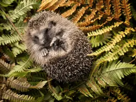 Nature’s Palette: 15 Names Inspired by Seasons and Weather for Hedgehogs