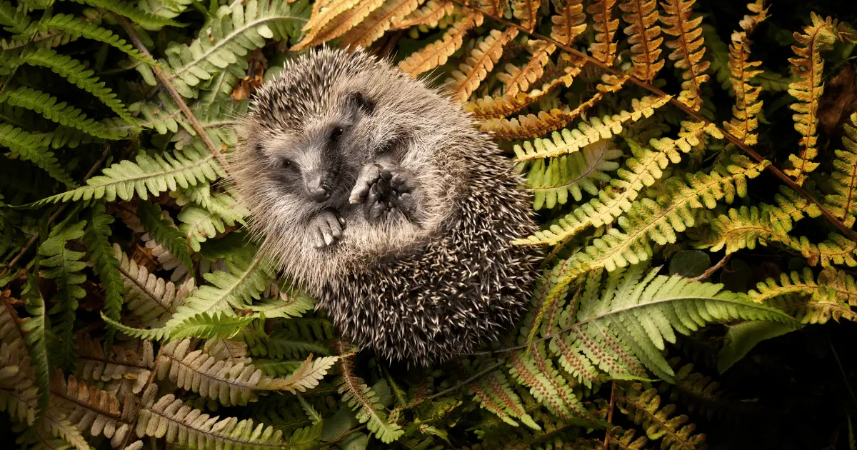 Nature's Palette: 15 Names Inspired by Seasons and Weather for Hedgehogs 25 Nature’s Palette: 15 Names Inspired by Seasons and Weather for Hedgehogs